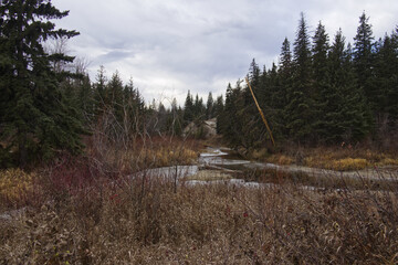 Cold, Cloudy Autumn Day at Whitemud Park