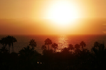 Golden Sunset Over the Ocean with Palm Silhouettes on Tenerife