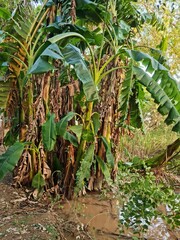 Obraz premium Cluster of Banana Plants with Green and Brown Leaves Growing Near a Water Source