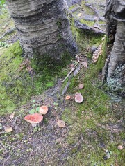 different mushrooms near the trees