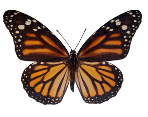 Fototapeta premium A vibrant monarch butterfly with bright orange and black wings displays its detailed patterns. The specimen is isolated against a white background, emphasizing its beauty and features.