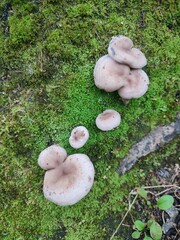 mushrooms on a tree. Lactarius helvus
