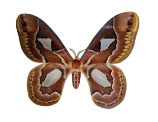 A Brazilian silk moth Rotschildia jacobeae is displayed, highlighting its striking wing patterns and colors. This species exhibits beautiful brown hues and unique white markings.