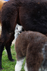 Young alpaca drinking milk from mother. Suitable for family concept, farm education, children’s book or nature story.