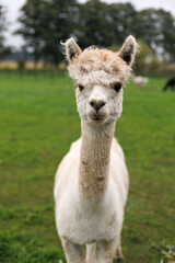 Fototapeta premium Close portrait of white alpaca on green pasture. Great for eco farm card, rural tourism poster or nature design.