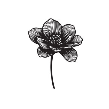 Black and white illustration of a hellebore flower Keywords: flower, hellebore, bloom, blossom