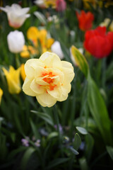 Beautiful pink tulips in full bloom during springtime.
