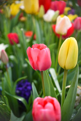 Obraz premium Beautiful pink tulips in full bloom during springtime.