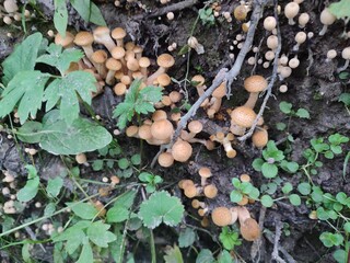 mushrooms in the roots of the stump. Armillaria mellea