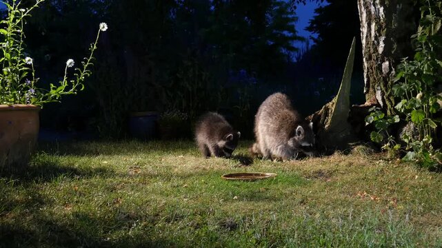 racoon with baby searching for food in garden at night 16-254