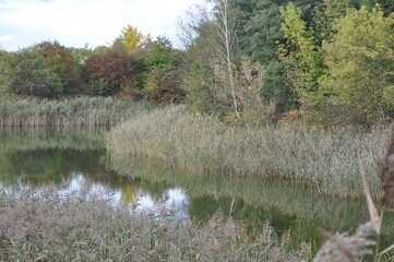 Fototapeta premium Spokojne odbicie drzew w wodzie