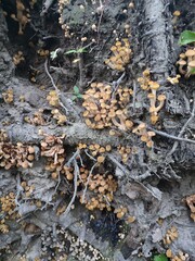 mushrooms in the roots of the stump. Armillaria mellea
