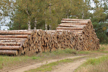 Holzpolter mit Industrieholz am Waldrand