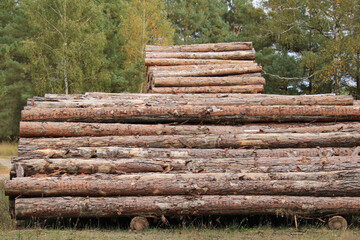 Holzpolter mit Industrieholz am Waldrand