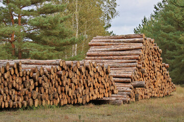 Holzpolter mit Industrieholz am Waldrand