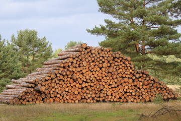 Holzpolter mit Industrieholz am Waldrand