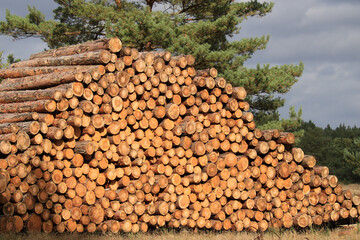 Holzpolter mit Industrieholz am Waldrand