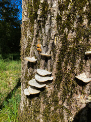 Wild Mushrooms Growing on Tree Bark in Forest