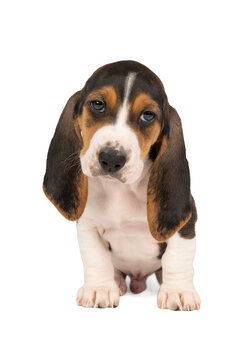 French basset artesien normand puppy sitting and seen from the front isolated on a white background