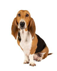 French basset artesien normand puppy sitting and seen from the front isolated on a white background