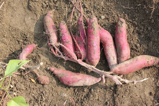 Ipomoea batatas, Goguma, nutritious root vegetable rich in vitamin C and carotene