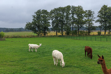 Fototapeta premium Group of white and brown alpacas grazing on green field. Suitable for eco farm background, rural tourism poster or design.