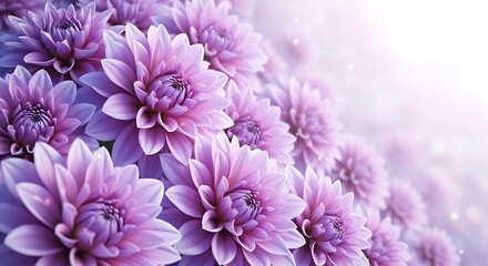 Close up of delicate light purple dahlias with soft focus background and bright light on the right