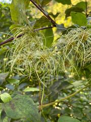 Closeup of Clematis Vitalba Plant with White Blossoms
