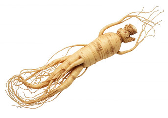 Pale root with delicate tendrils isolated on a transparent background