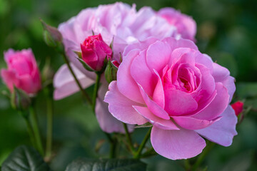 Close up of pink English rose The Ancient Mariner in garden, delicate petals in bloom with green background, romantic floral macro shot for greeting card, botanical illustration, wedding design