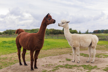 Fototapeta premium Brown and white alpacas stand close together on a green field. Great for banners, postcards, and eco-travel ads.