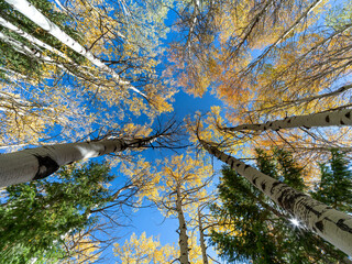 Ground view of tall Aspen trees in their autumn glory