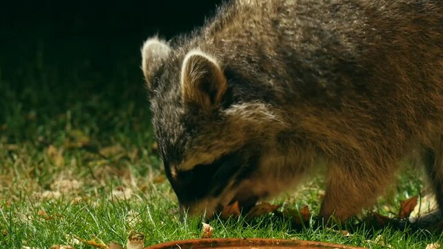 racoon searching for food in garden at night 2