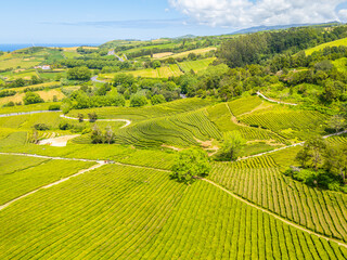 Fototapeta premium Tea Plantation. Lush Green Terraces. Azores, Sao Miguel Island. Portugal. Aerial Drone Shot