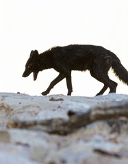 Fototapeta premium Black Wolf Walking on Rocky Terrain in Natural Habitat