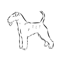 welsh terrier, dog breed, vector sketch