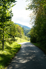 Scenic trail in coniferous forest, nature of the Alps.