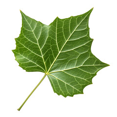 Fototapeta premium Close up of a vibrant green leaf with intricate white veins on black background plant nature