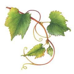 Beautiful branch with green grape leaves drawn close up. Watercolor hand drawn painting illustration isolated on a white background.
