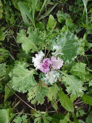 Decorative cabbage. A garden plant.