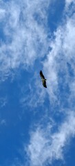 bird on sky