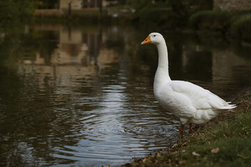Fototapeta premium White goose stands beside calm village pond reflecting timeless cottages and sky