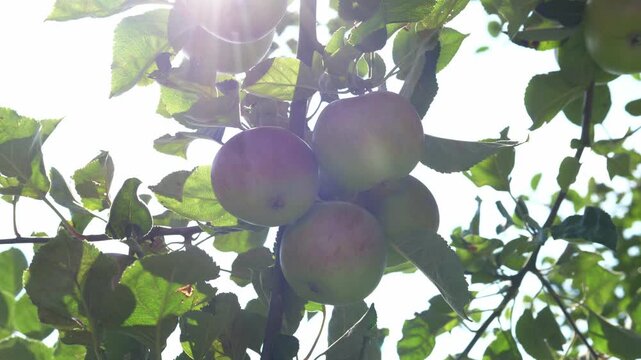 Ripe organic apples are hanging on the apple tree. The concept of harvesting and farming