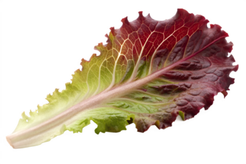 Red Leaf Lettuce Leaf Close Up With Black Background green