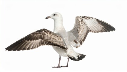 Obraz premium Seagull in Flight, Coastal Landscape, Wildlife Photography, Natural Habitat, Serene Environment, Captured Moment
