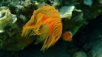 Polychaeta Smooth tubeworm or red-spotted horseshoe (Protula tubularia) close-up undersea, Aegean Sea, Greece, Halkidiki, Pirgos beach
