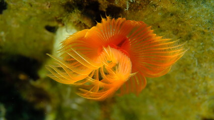 Polychaeta Smooth tubeworm or red-spotted horseshoe (Protula tubularia) close-up undersea, Aegean...