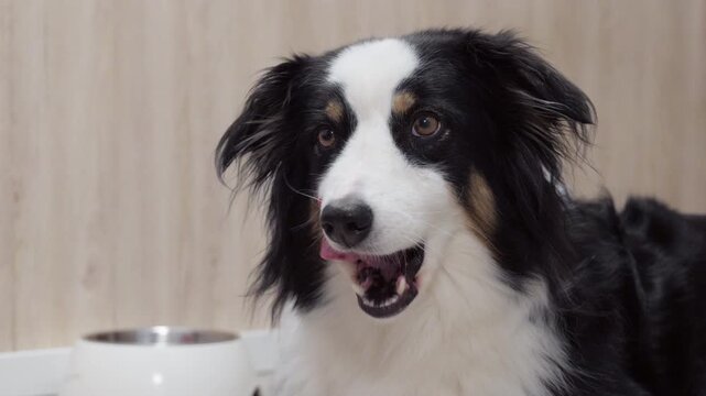 Close-up of an adult Australian Shepherd dog looking at the camera indoors. Calm, bright scene showing the dogs gentle expression.