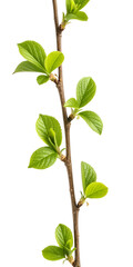 Vertical branch with bright green spring leaves against black twig stem