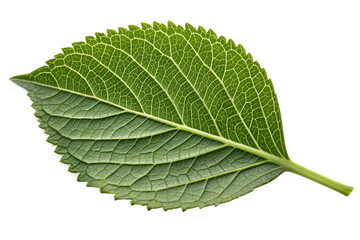 Close up of a green leaf with intricate vein patterns on black background veins texture